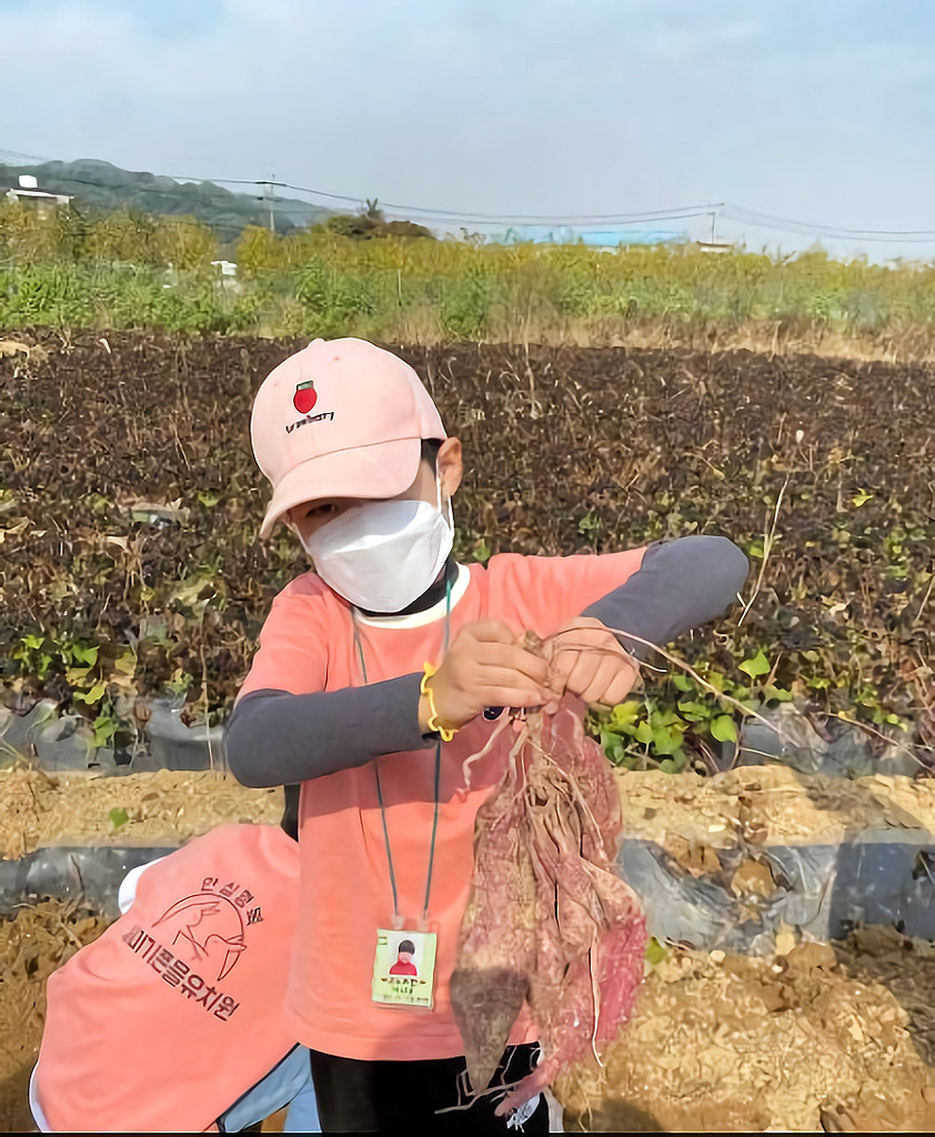 고구마캐기