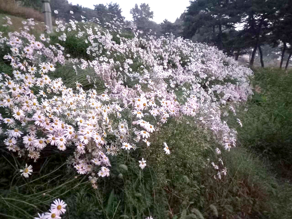 꽃차만들기(구절초)